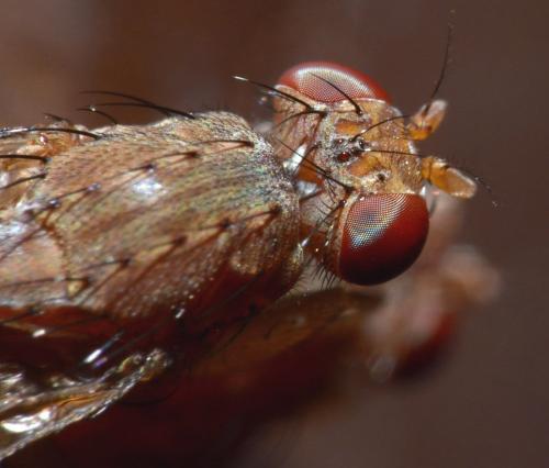 Suillia variegata